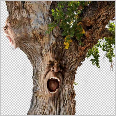 Совмещение человеческой головы с деревом