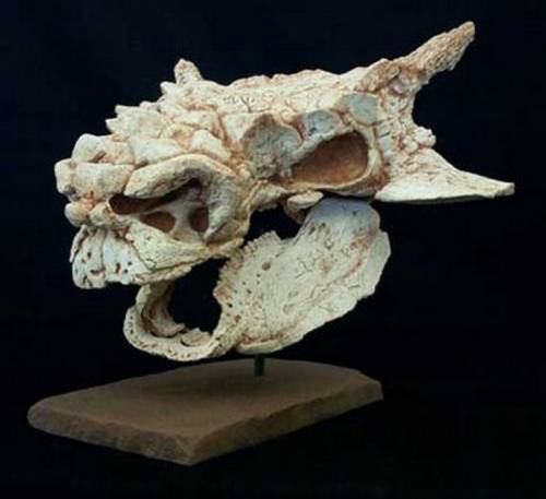 (Skull) Череп динозавра